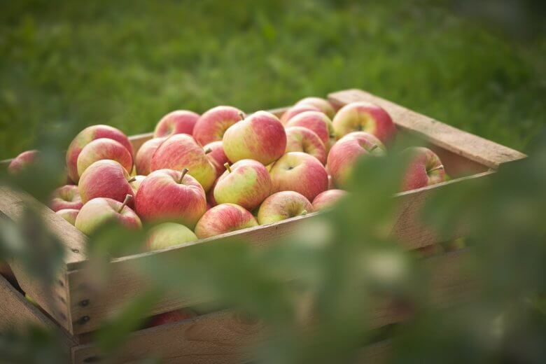 AMA-Gütesiegel-Richtlinie "Obst, Gemüse und Speiseerdäpfel"