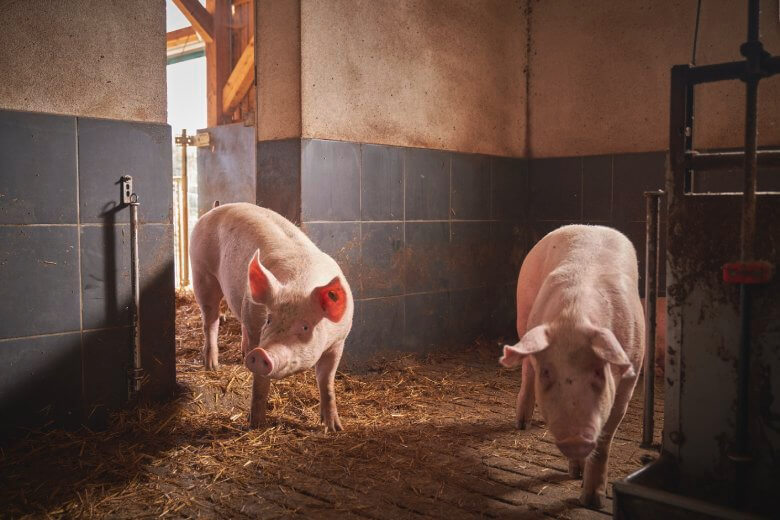 Masterplan Schwein